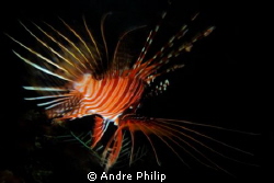 nightly firework by Andre Philip 
